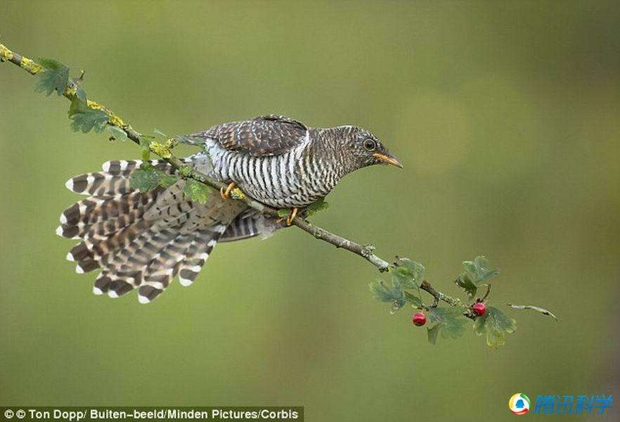 Ϊʲô˵�ž��������еĴ�ƭ�� �ž������Ѿ����˻�����������