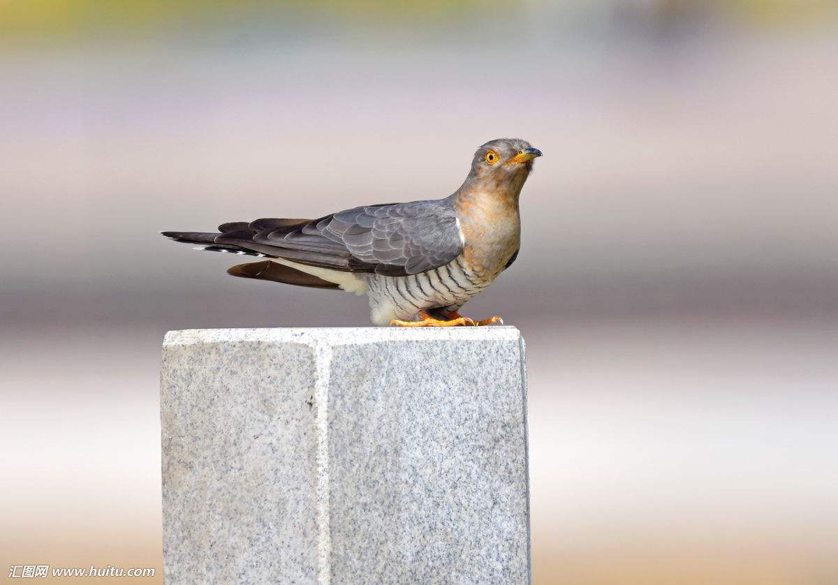 Ϊʲô˵�ž��������еĴ�ƭ�� �ž������Ѿ����˻�����������