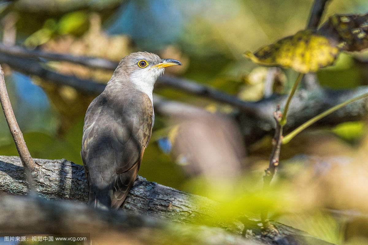 Ϊʲô˵�ž��������еĴ�ƭ�� �ž������Ѿ����˻�����������