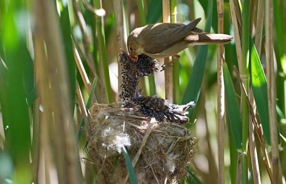 Ϊʲô˵�ž��������еĴ�ƭ�� �ž������Ѿ����˻�����������