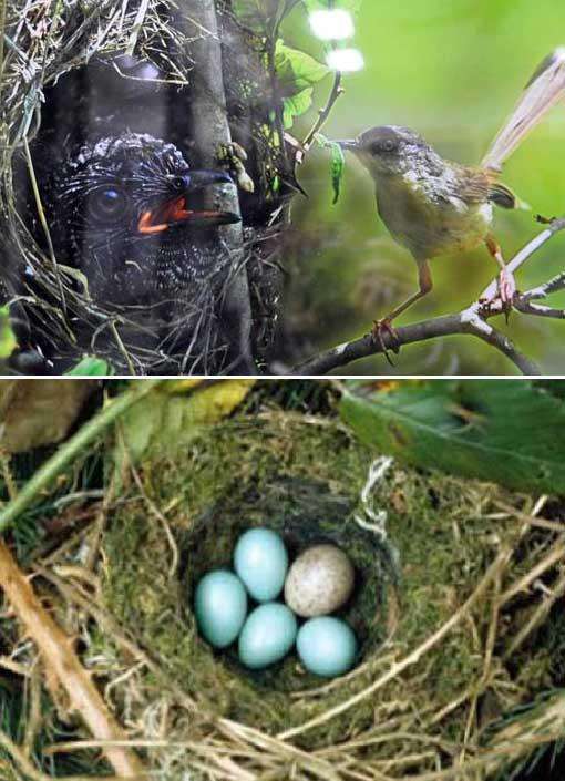 Ϊʲô˵�ž��������еĴ�ƭ�� �ž������Ѿ����˻�����������