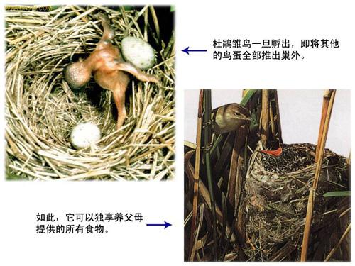 Ϊʲô˵�ž��������еĴ�ƭ�� �ž������Ѿ����˻�����������