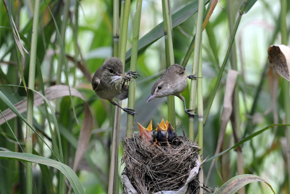 Ϊʲô˵�ž��������еĴ�ƭ�� �ž������Ѿ����˻�����������