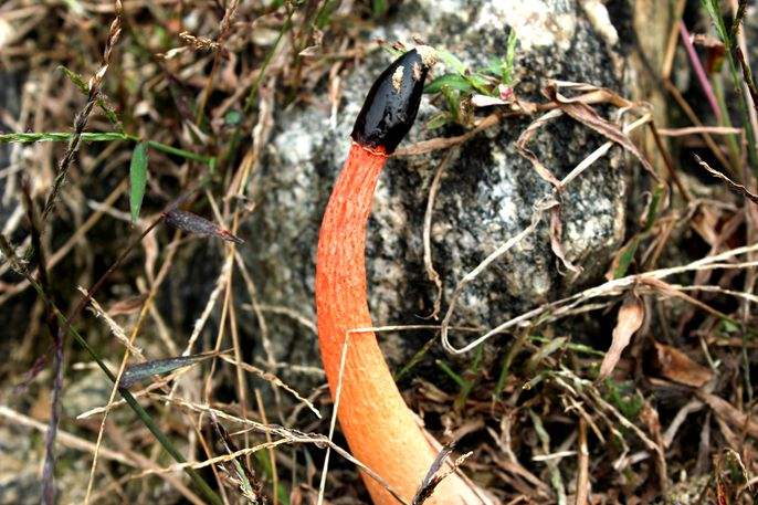 红鬼笔菌的别名难听到让人尴尬 它明明有毒为什么好多男人争着吃