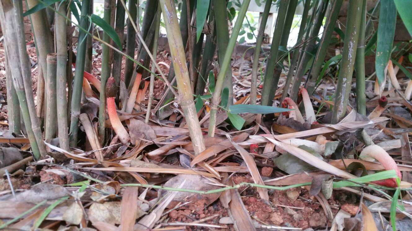 ����ʾ��ı����������������� �������ж�Ϊʲô�ö��������ų�