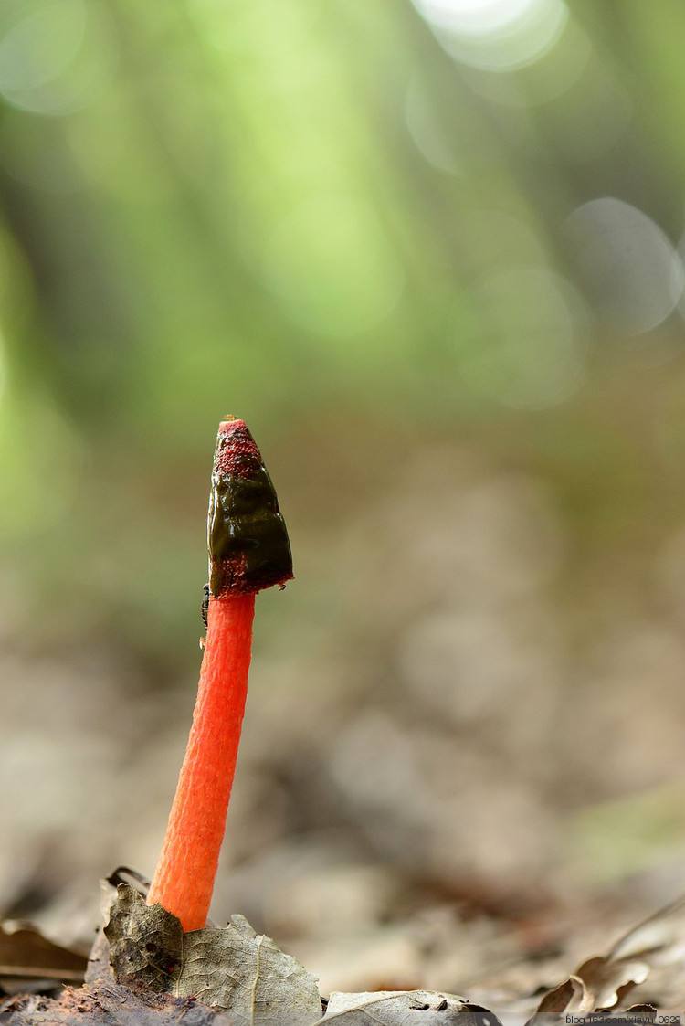 红鬼笔菌的别名难听到让人尴尬 它明明有毒为什么好多男人争着吃