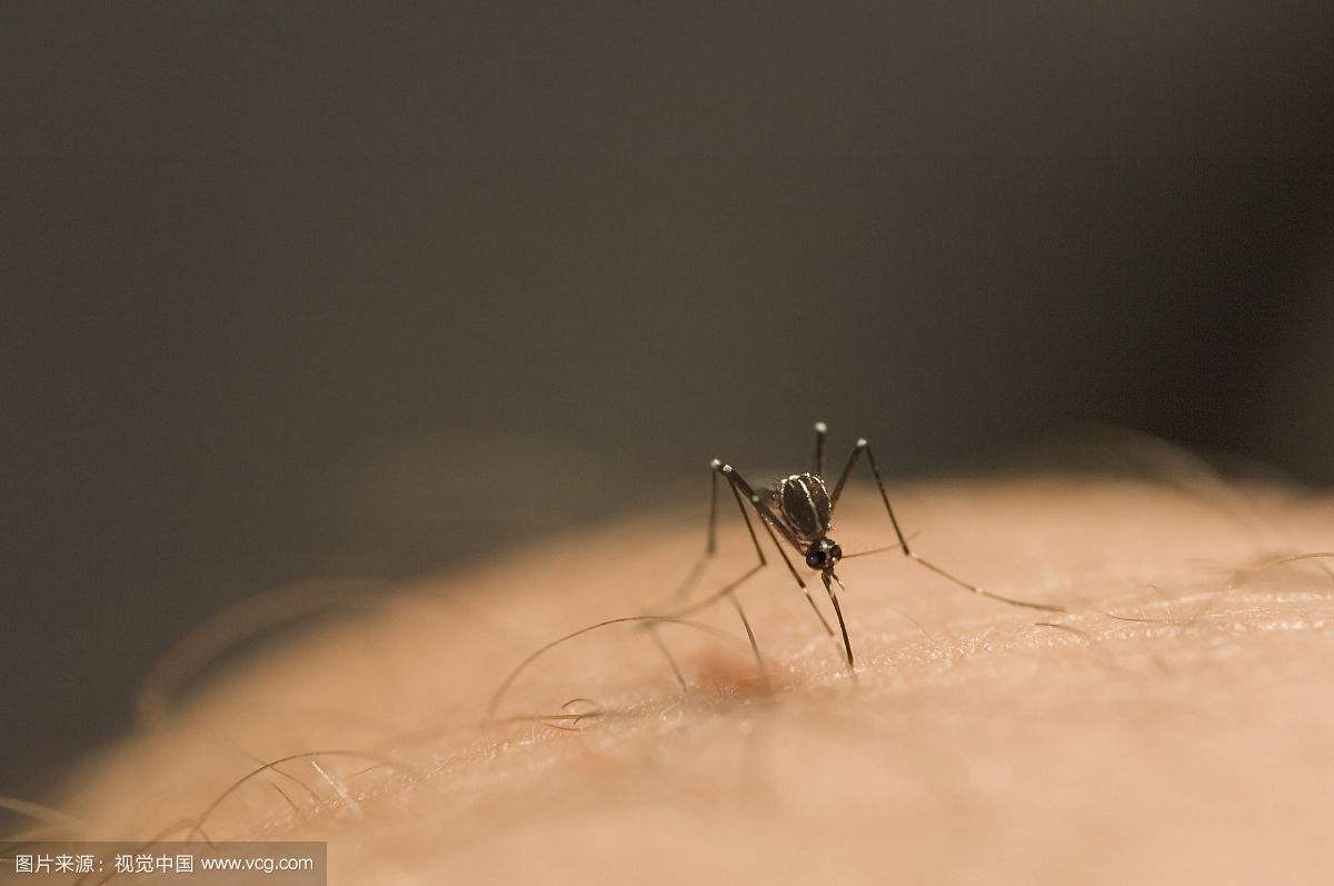 专吸人脑髓的恐怖吸髓蚊印度真的有 据说人被它吸脑髓一点不痛苦
