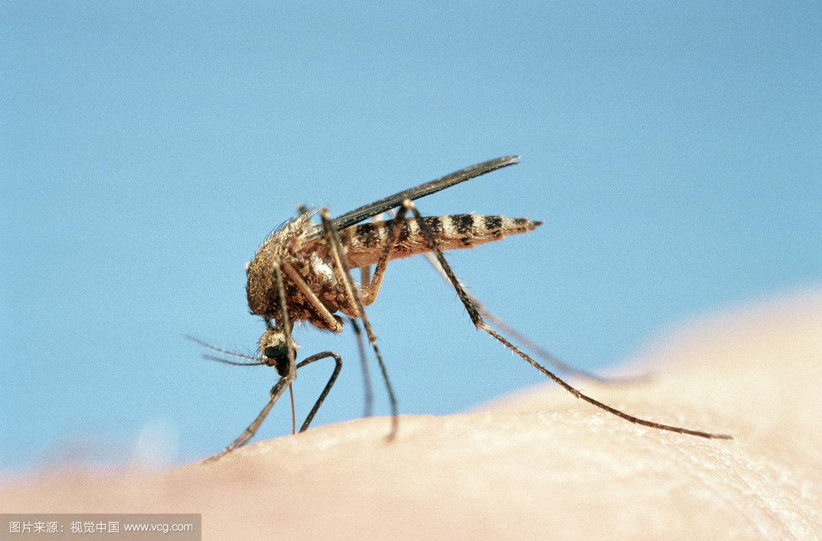 专吸人脑髓的恐怖吸髓蚊印度真的有 据说人被它吸脑髓一点不痛苦