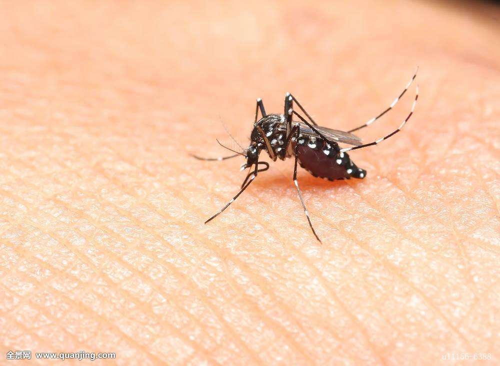 专吸人脑髓的恐怖吸髓蚊印度真的有 据说人被它吸脑髓一点不痛苦