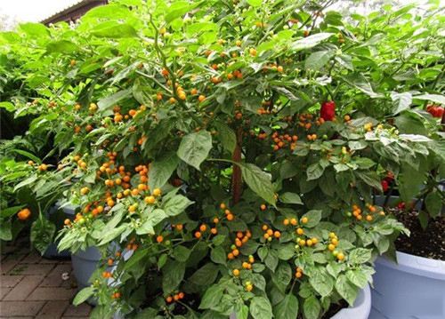 ������������������Ƥ��ɶζ�� һ��11������Ҿ͹�����Щϸ��