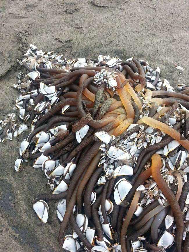 鹅颈藤壶怎么吃最详细图解 鹅颈藤壶为什么贵煮熟后就不丑了吗图