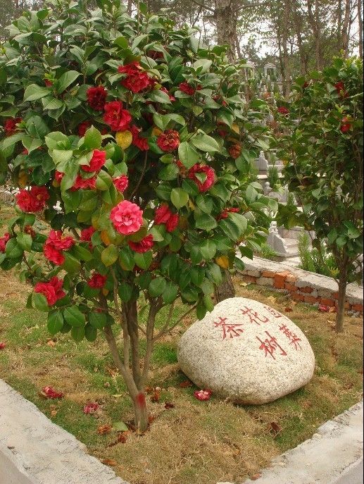 ������ʲô�����Ժ�����Ӱ���� �й�������������ʵͼƬҪ����Ǯ