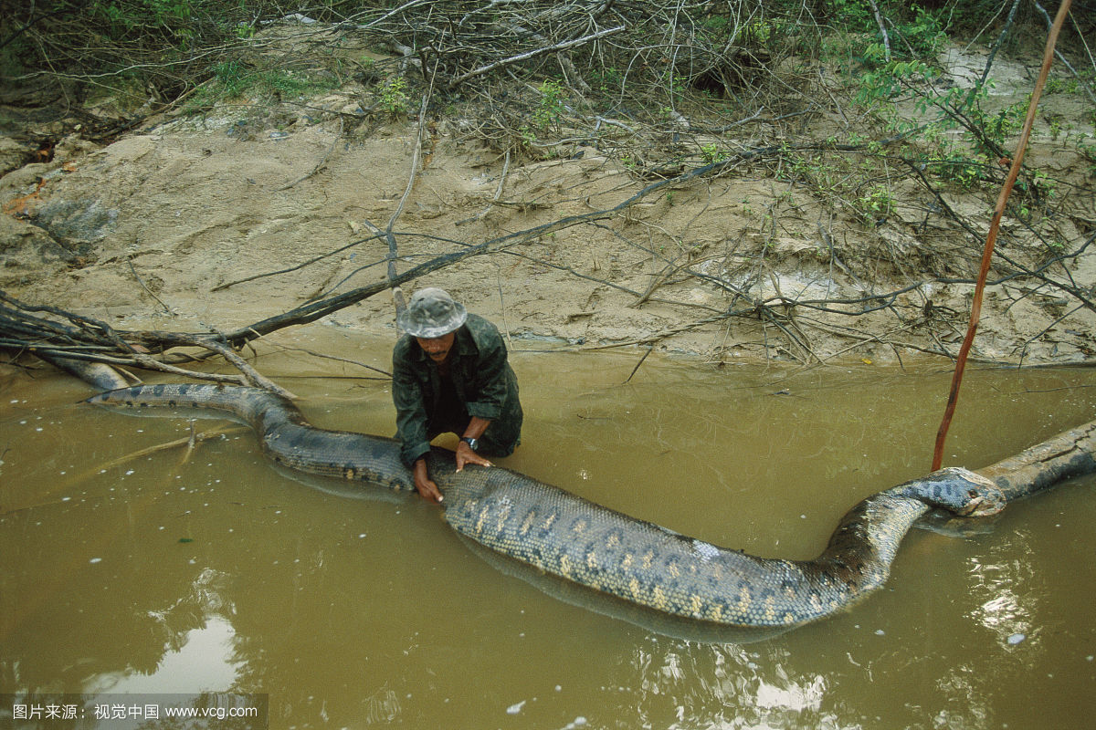 世界上十大巨蛇实拍图 每条都"成精"了又粗又长到让你头皮发麻