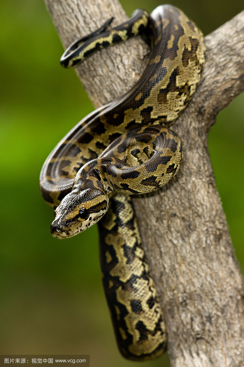 世界上十大巨蛇实拍图 每条都"成精"了又粗又长到让你头皮发麻