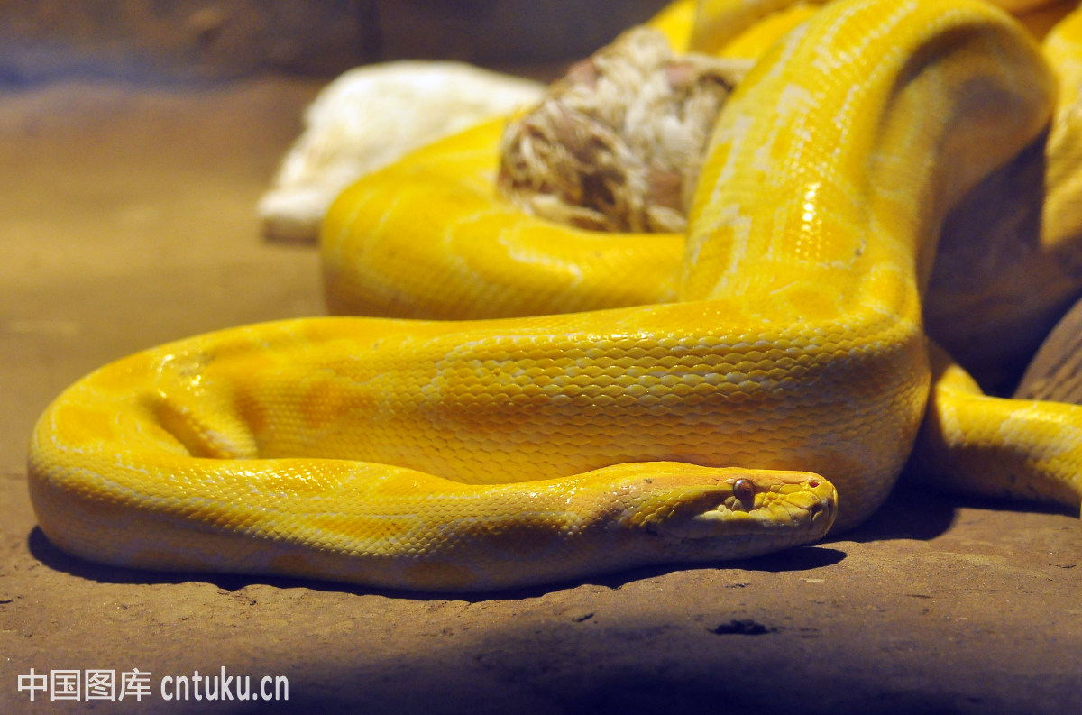 世界上十大巨蛇实拍图 每条都"成精"了又粗又长到让你头皮发麻