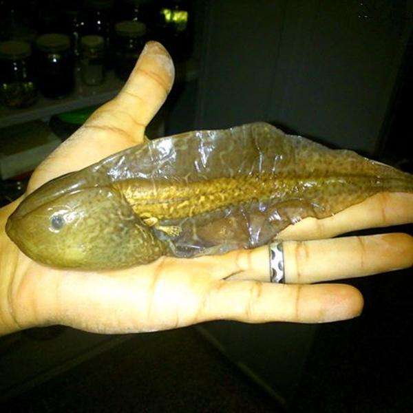 不合理蛙怎么生蝌蚪的全过程图片 它们是变异的蝌蚪吗咋越长越小