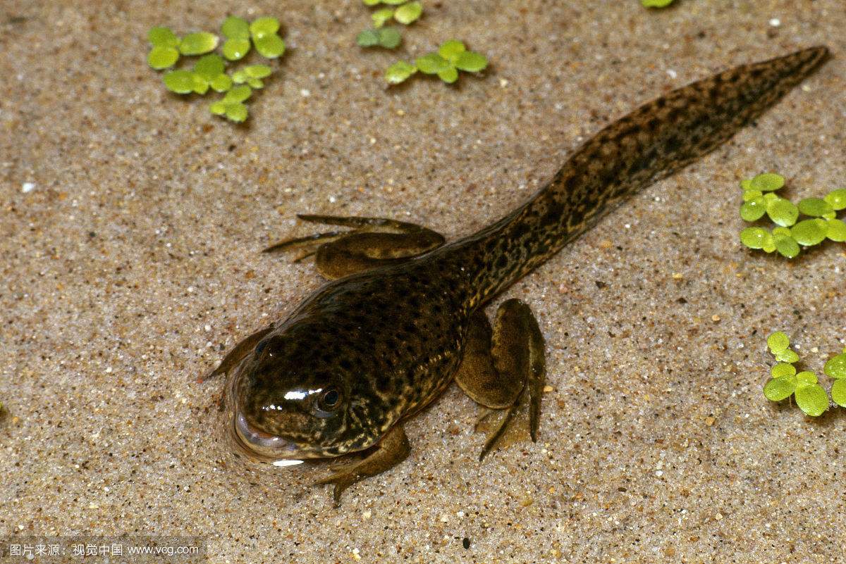 不合理蛙怎么生蝌蚪的全过程图片 它们是变异的蝌蚪吗咋越长越小