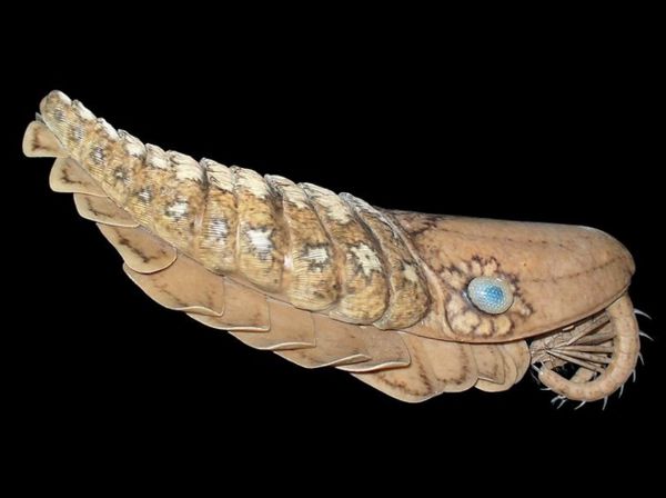 ˶���ޱȵ���Ϻ����ʵ��ԭͼƬ ���������ĺ���Ͷ������ó���