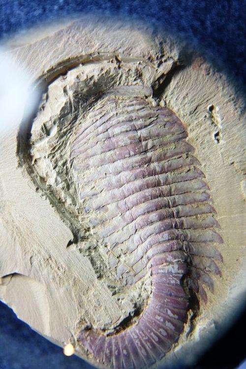 硕大无比的奇虾最真实还原图片 不愧是最大的寒武纪动物它好吃吗