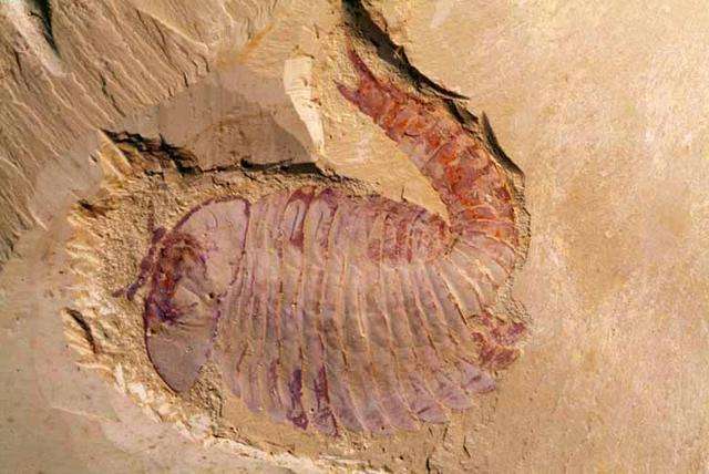 可在44亿多年前,奇虾神秘地灭绝了