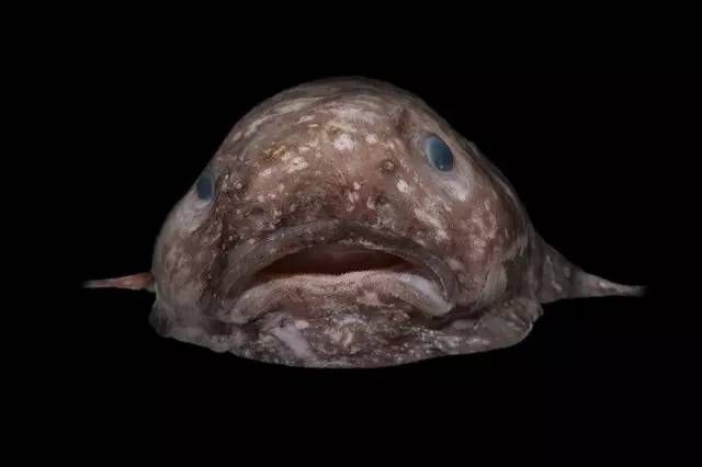 水滴鱼吓人海洋图片