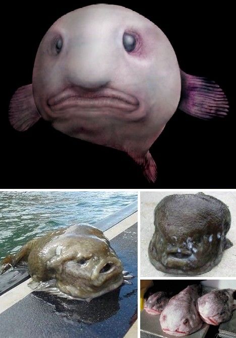 水滴鱼丑到让人爆粗口最吓人的图片在此 水滴鱼怎么做好吃还没毒