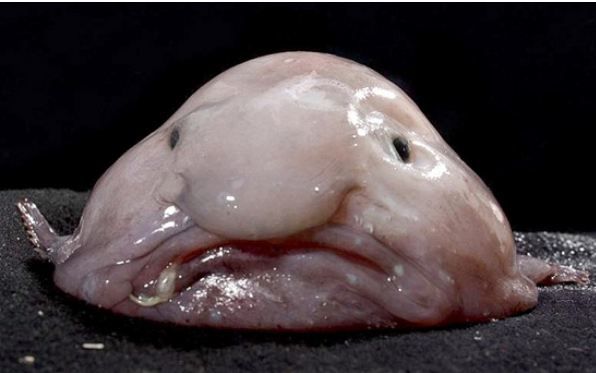 水滴鱼最吓人的图片图片