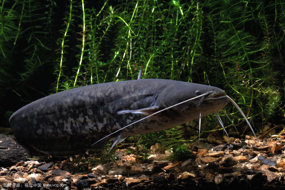 世界十大最凶猛淡水鱼 光是看它们的"面相"和牙齿就已经很吓人