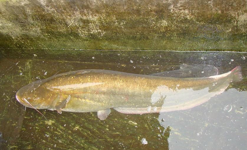 凶猛指数:6颗星 很多人不知道,六须鲇是世界上第二长的淡水鱼,据说这