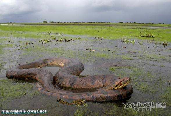 世界上最好色的蛇锦鳞蚺真的存在吗 锦鳞蚺喜欢以尾入阴妇女细节