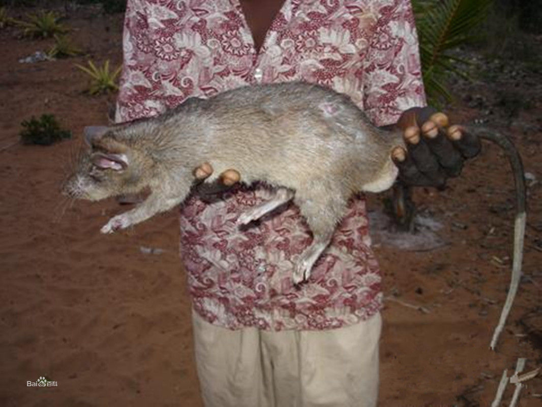 �����ϻ���Ĵ��ڳ�è�� ��è��Ѭ��ɱ����èȫ���̵�ͼƬ