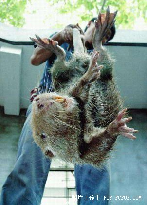 �����ϻ���Ĵ��ڳ�è�� ��è��Ѭ��ɱ����èȫ���̵�ͼƬ