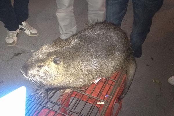 世界上还真的存在吃猫鼠 吃猫鼠熏晕杀死吃猫全过程的图片