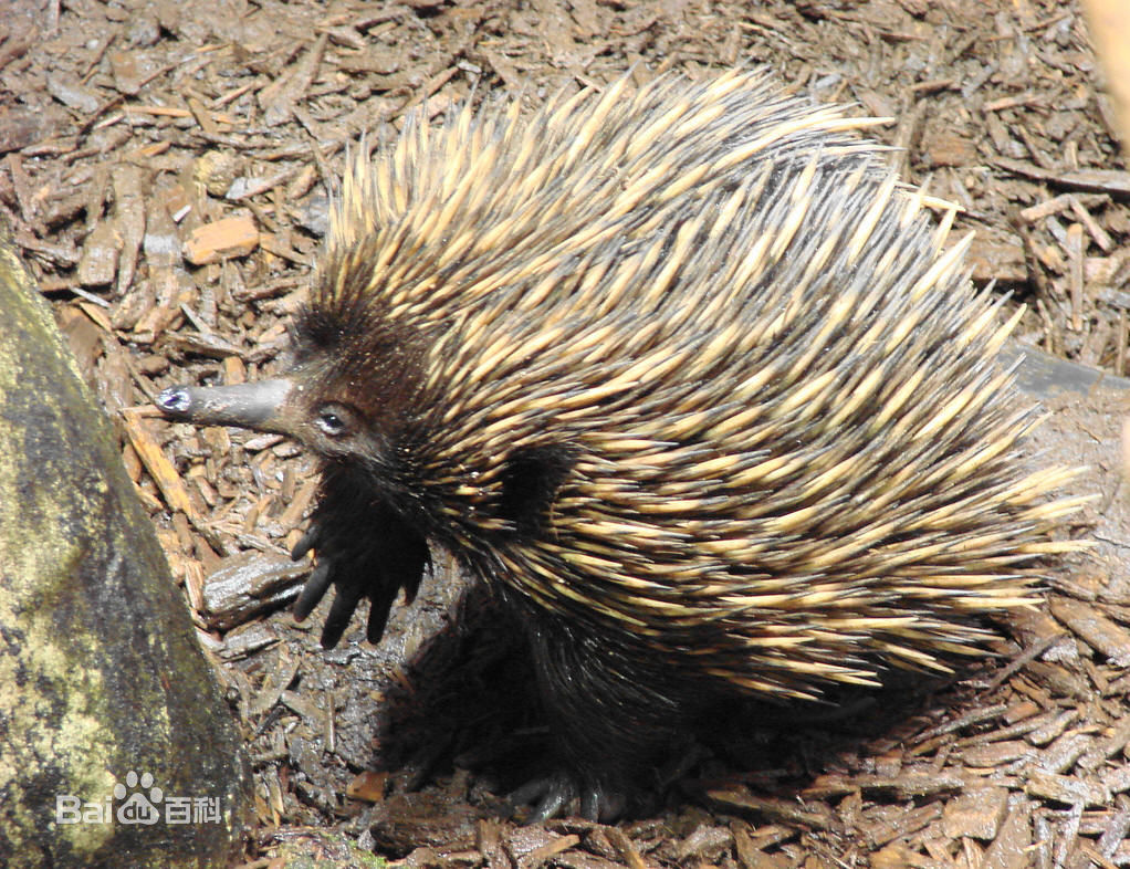 �����ϻ���Ĵ��ڳ�è�� ��è��Ѭ��ɱ����èȫ���̵�ͼƬ