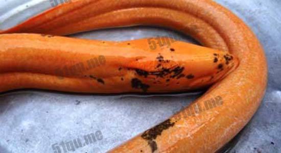 ���������Ļ��������ߴֳɾ�ͼ ʷ�����ϵĻ���155�껹������