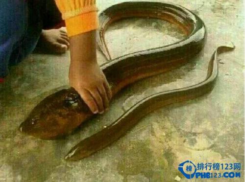 而据当时在场的围观群众爆料,不少买主看到这条巨型黄鳝都想买下来