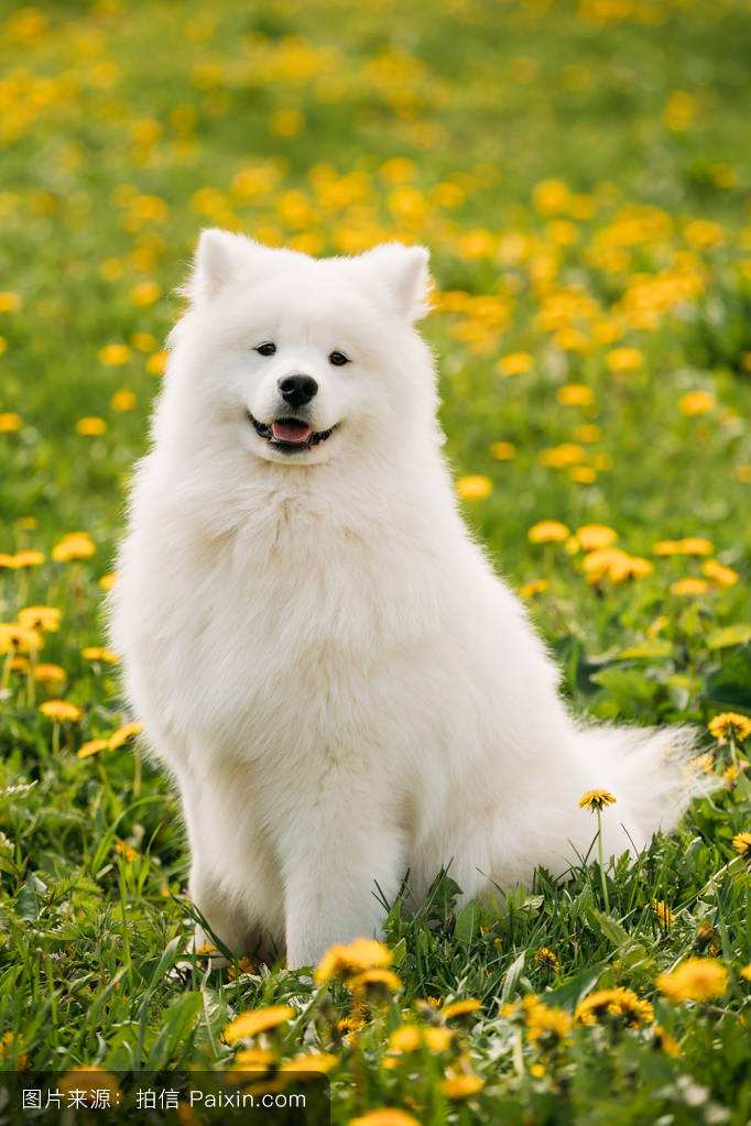 ΢Ц��smile.jpg�ȸ�ԭͼ���� ��smile dog���붯̬ͼ�Ķ������