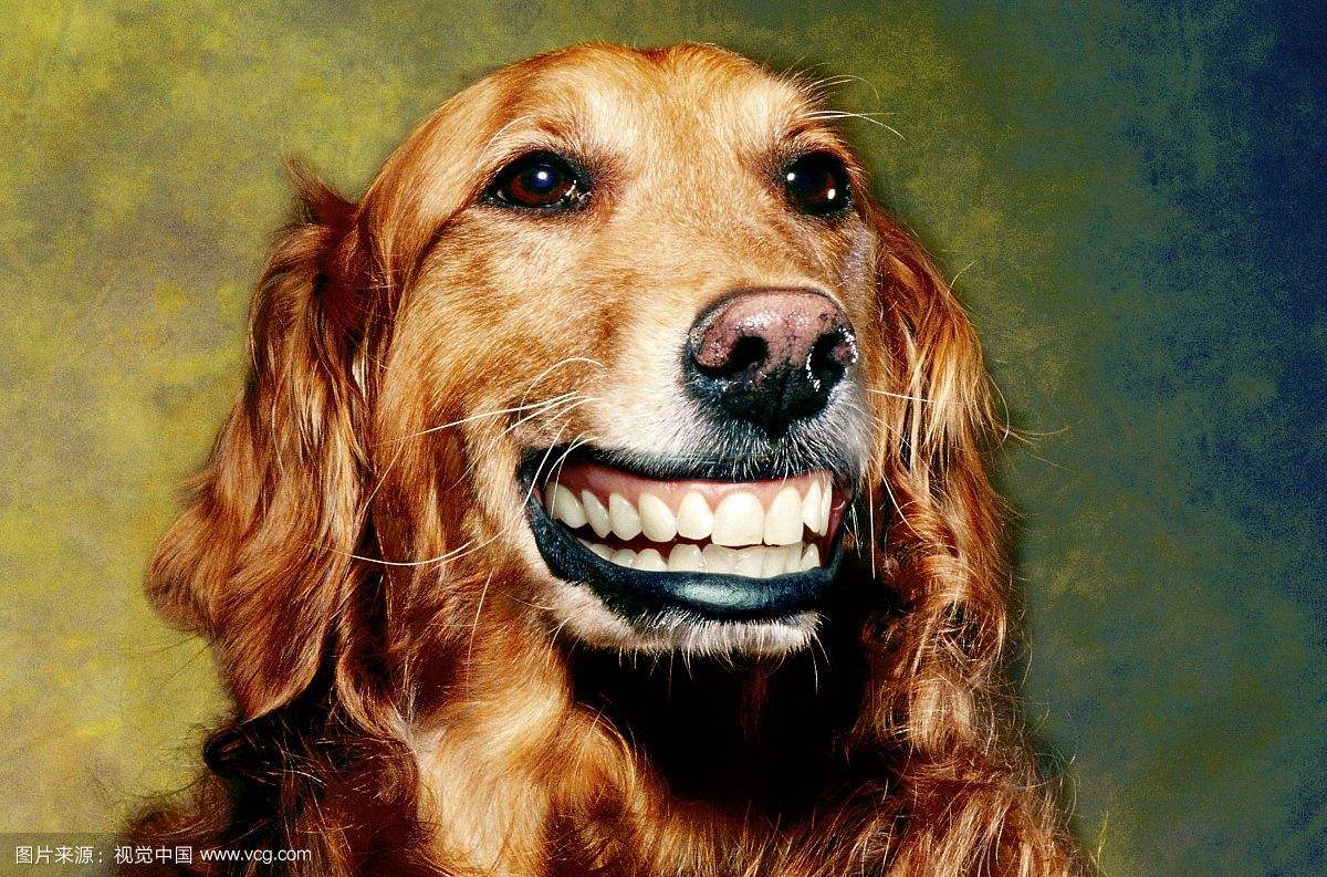 微笑狗smile.jpg谷歌原图吓人 搜smile dog五秒动态图的都后悔了