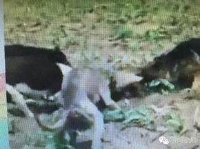 ��¶������30�����������ʵͼ �й����������ж��