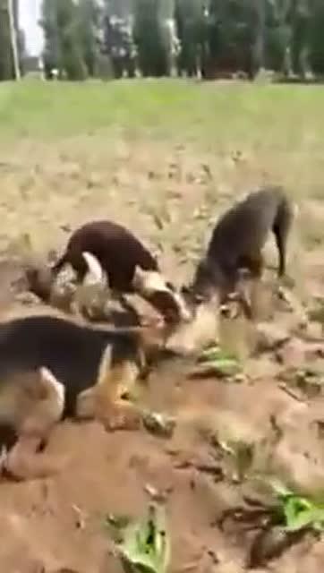 ��¶������30�����������ʵͼ �й����������ж��