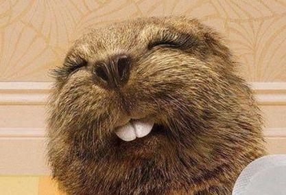 揭露黑龙江30斤大老鼠真相实图 中国最大的老鼠有多大