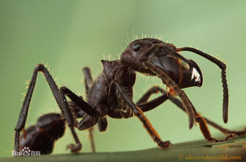 ���ӵ���ҧ������е�һ������ �ӵ�������ʲô �ӵ��ϳ��������