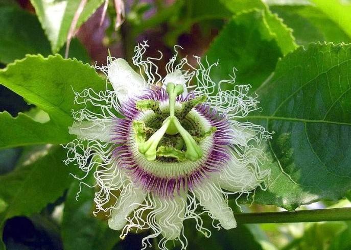 ���ֻ������֩���ж��һ�����ͼƬ ��ʵ�����ܶ��˰������ֻ�