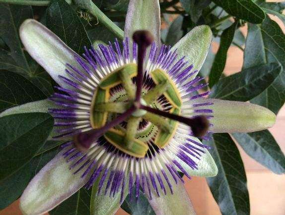 ���ֻ������֩���ж��һ�����ͼƬ ��ʵ�����ܶ��˰������ֻ�