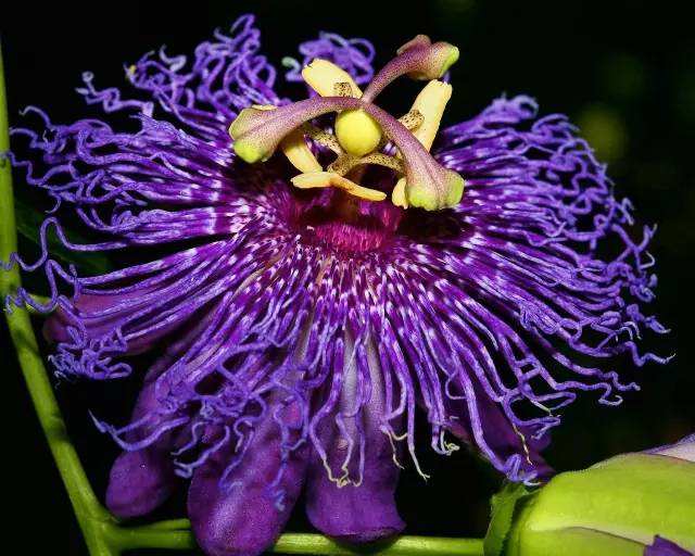 ���ֻ������֩���ж��һ�����ͼƬ ��ʵ�����ܶ��˰������ֻ�