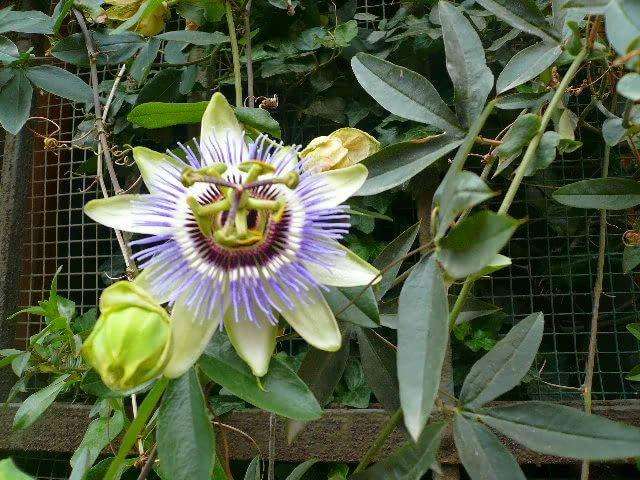 ���ֻ������֩���ж��һ�����ͼƬ ��ʵ�����ܶ��˰������ֻ�