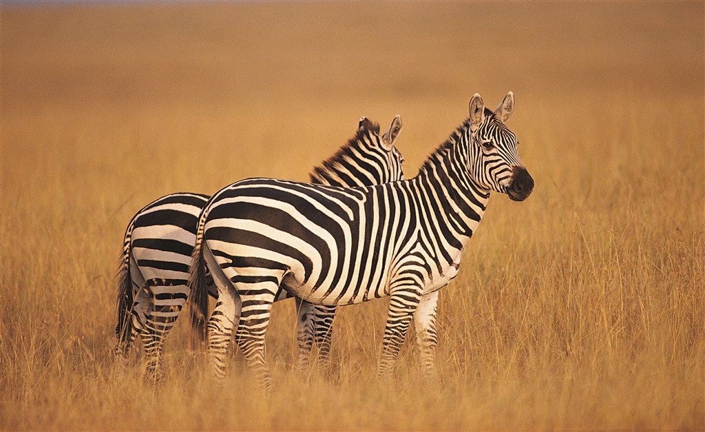 ����Ϊʲô�Ǻڰ��������ں������ǰ��� �������ϵ�������Ϊ��