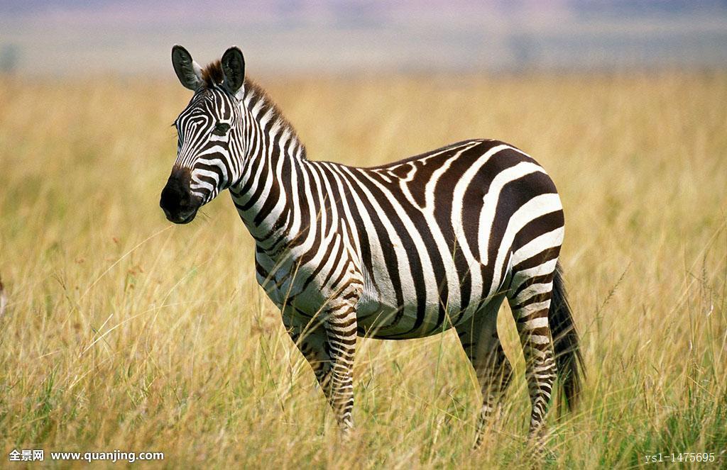 ����Ϊʲô�Ǻڰ��������ں������ǰ��� �������ϵ�������Ϊ��