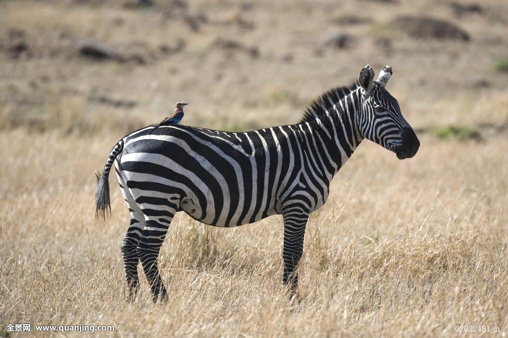 ����Ϊʲô�Ǻڰ��������ں������ǰ��� �������ϵ�������Ϊ��