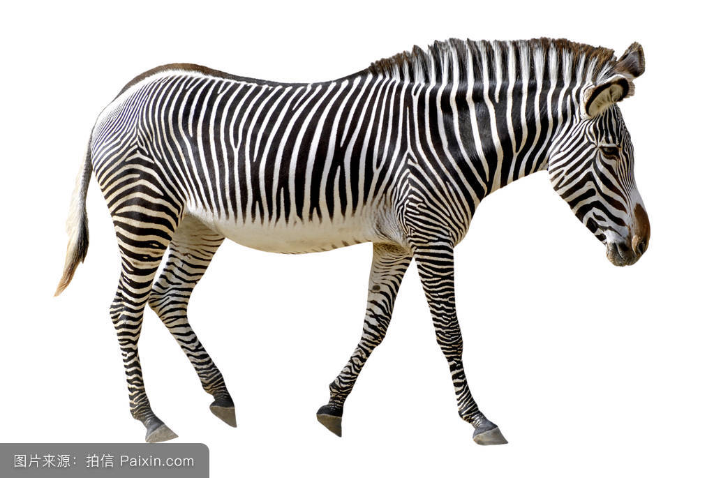 ����Ϊʲô�Ǻڰ��������ں������ǰ��� �������ϵ�������Ϊ��